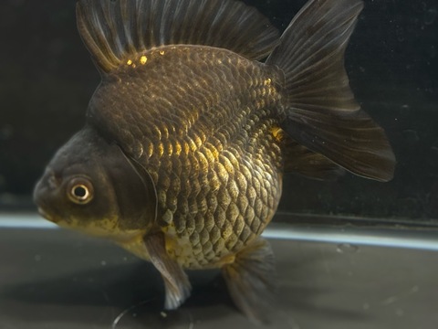 銀鱗三色琉金ショートテール　12.5cm