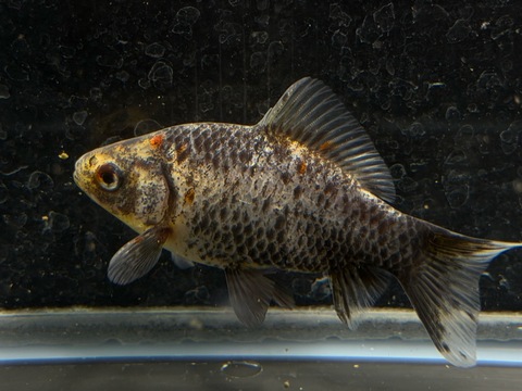 銀鱗墨和金　f-7