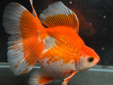 紅葉琉金ブロードテール　19cm