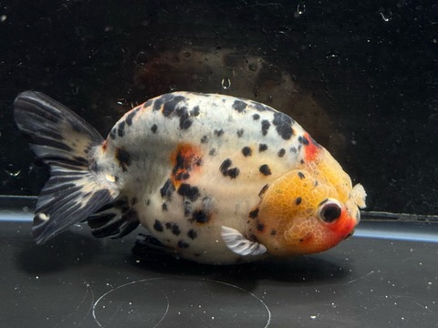 江戸錦　14cm  h-2