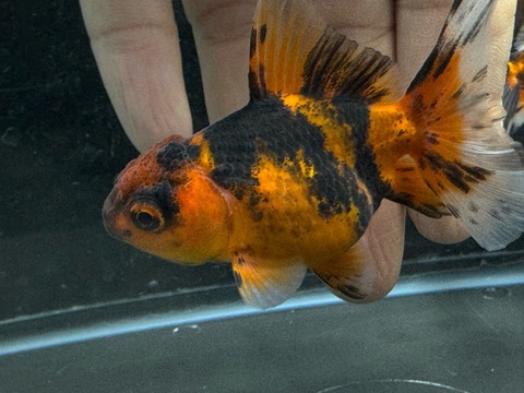 タイガーオランダハーフムーンテール　7-8cm　a-2