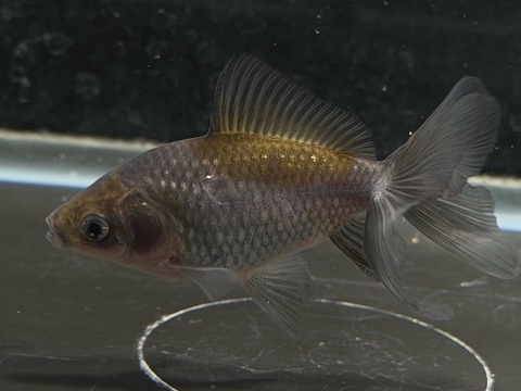 いぬび(青紅葉/網透明鱗)  8cm  b-9