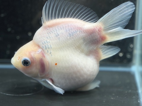 玉サバ(透明鱗短尾)  16cm