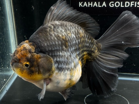 ダルマ五色オランダローズテール　18cm   k-1