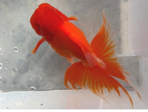 オランダ獅子頭　17cm