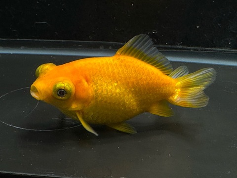 キラキラ出目金(訳あり個体)