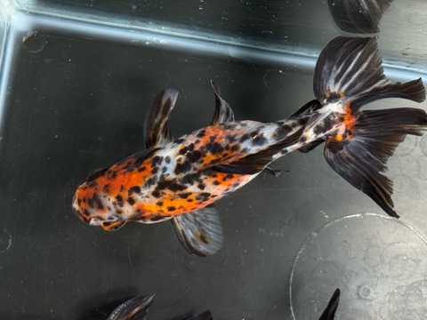 キャリコ和金　13cm