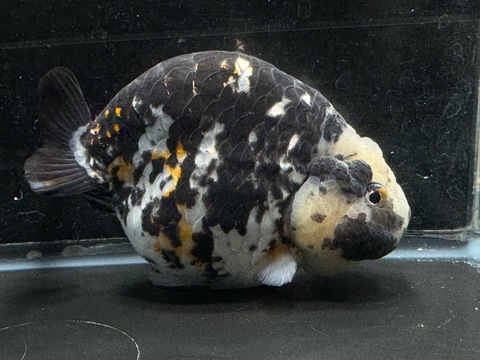 ダルマ墨江戸錦　m-6