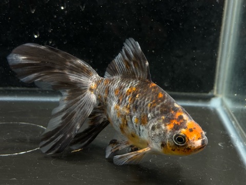 五色オーロラ　11cm