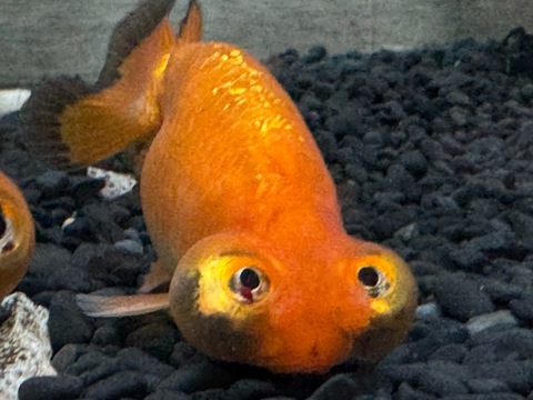 頂天花房　9cm  ①