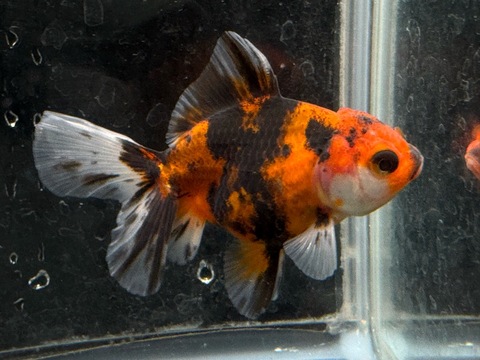 タイガーオランダハーフムーンテール　7-8cm　a-1