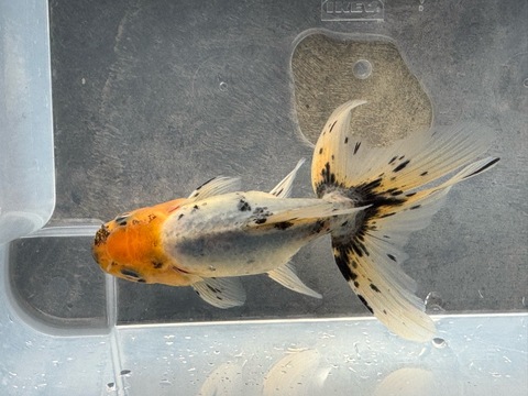 関東東錦　12cm   ⑤