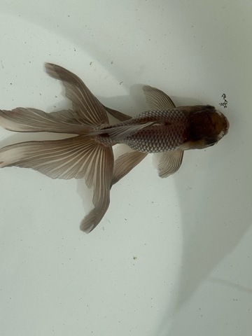 瑪瑙オランダ　②