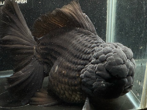 黒オランダローズテール　20cm