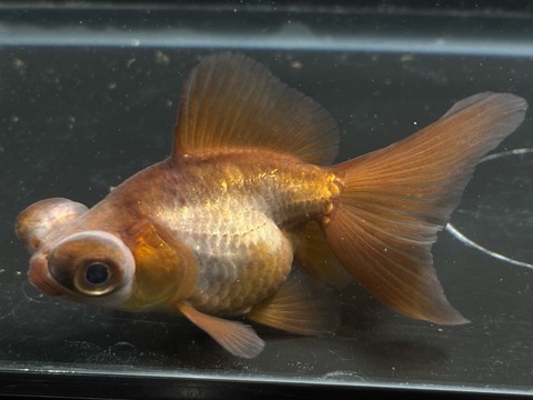 瑪瑙蝶尾　①  9cm