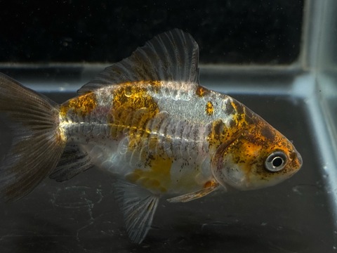 ドラゴンスケール五色和金　8cm  c-1