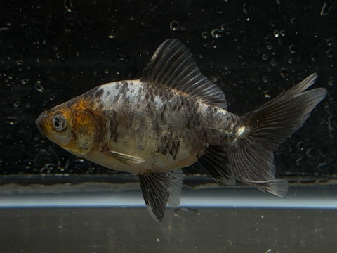 いぬび　約8cm   c-3