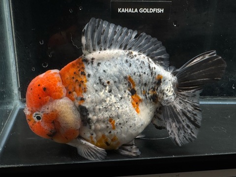 キャリコオランダショートテール　18cm