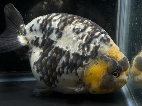 銀鱗白黒らんちゅう　m-2