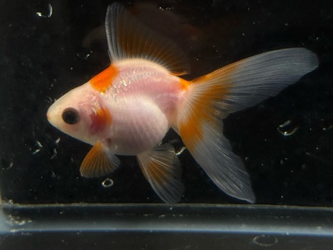 紅葉琉金　8cm  ③