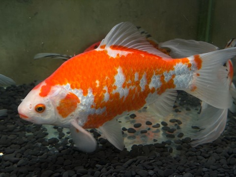 紅白鮒金　25cm   a-3