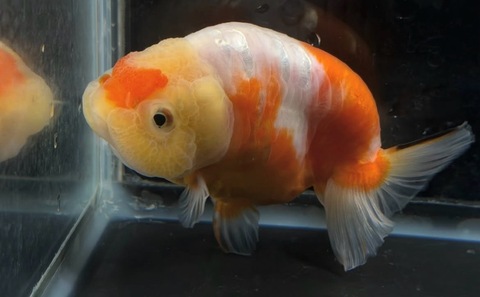 ドラゴンスケール桜錦　10.5cm