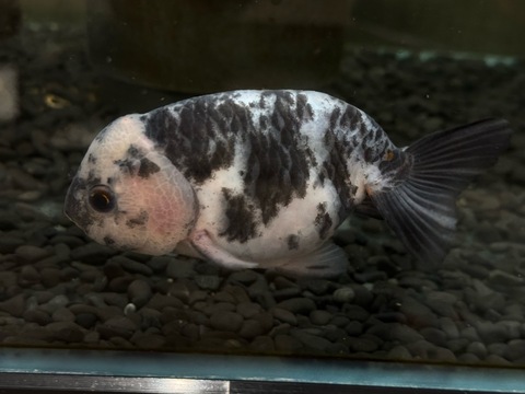 白黒らんちゅう　11cm