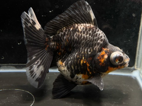 銀鱗三色出目金ブロードテール　e-2