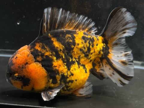 タイガーオランダショートテール　15cm