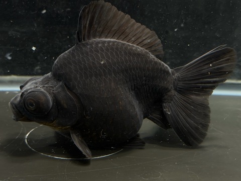 黒出目金ショートテール　12.5cm
