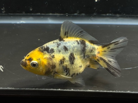 白黒オランダショートテール　8cm
