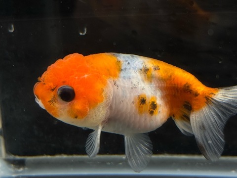 キャリコライオンヘッド9cm