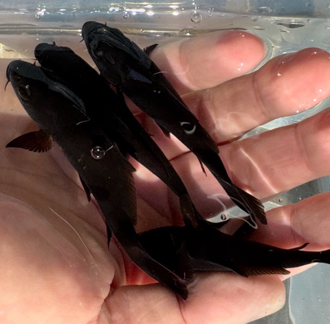 ブラックコメット