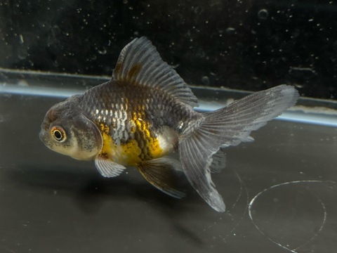 五色東錦　8cm  c-1