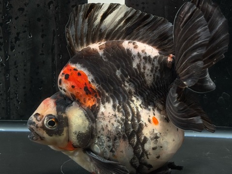 トリカラー琉金ショートテール　16.5cm