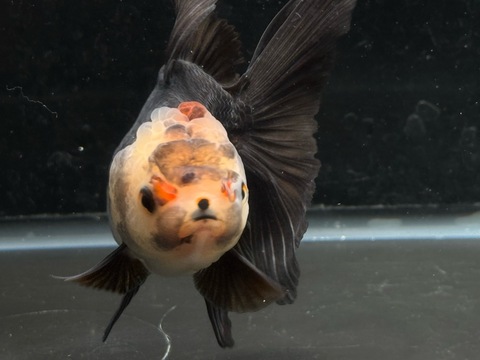 トリカラーオランダ　9cm  k-5