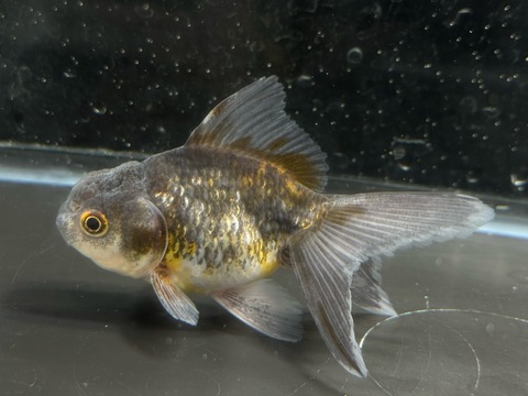 五色東錦　8cm  c-3