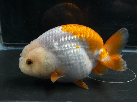 更紗らんちゅうハイボディ　10cm