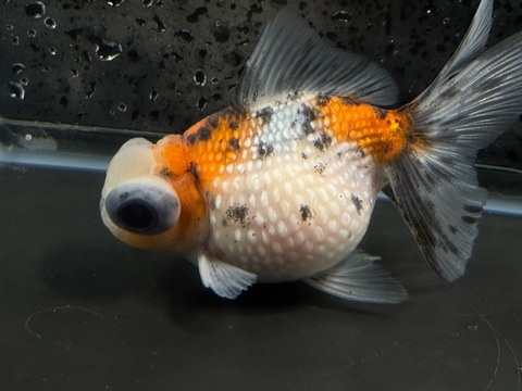 キャリコ出目高頭パール　②