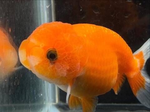 紅葉らんちゅう　9cm