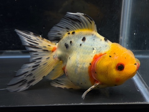東錦　14.5cm  m-2  