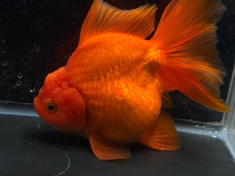 獅子頭琉金ブロードテール　15.5cm