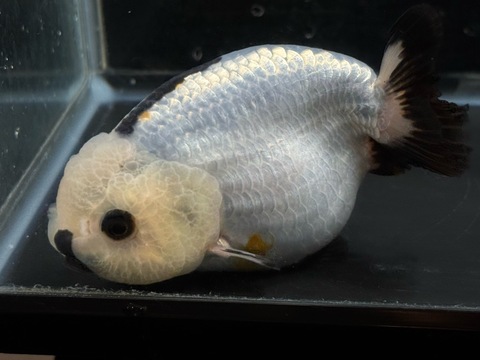 羽衣らんちゅうスモールテール　11cm