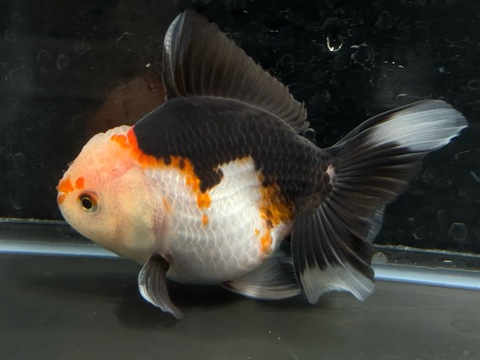 トリカラーオランダ　11.5cm  e-2