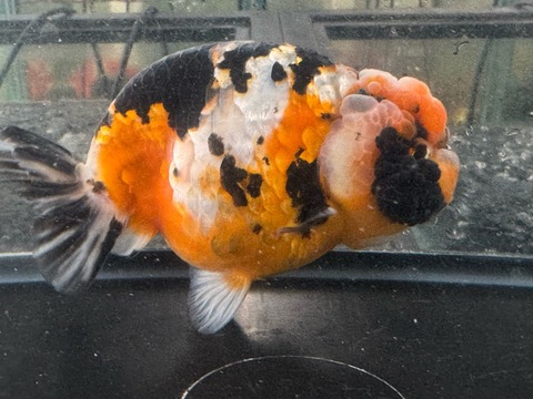 トリカラーらんちゅうスモールテール　13.5cm