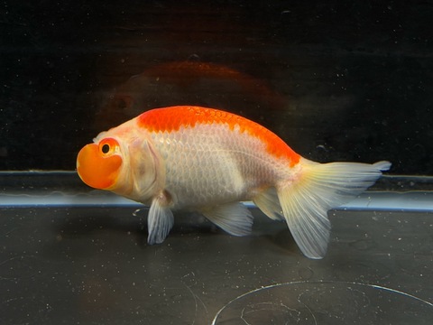 更紗水泡眼　8cm  b-2