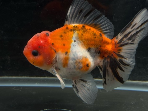 東錦ローズテール  d-5