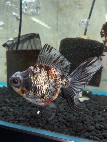 銀鱗三色蝶尾　14cm