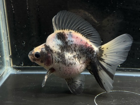 白黒琉金ブロードテール　11cm