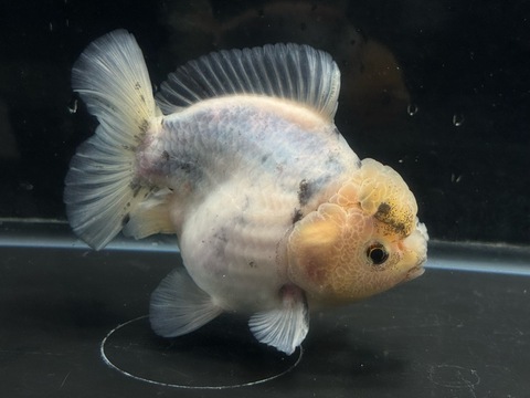 キャリコオランダショートテール　12cm